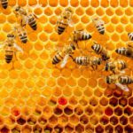Mi történik a méhekkel télen?