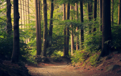 A hazai erdők jövője kiemelt kormányzati cél