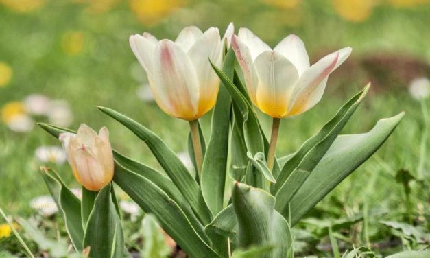 Látogass el egy csodálatos tulipánmezőre!
