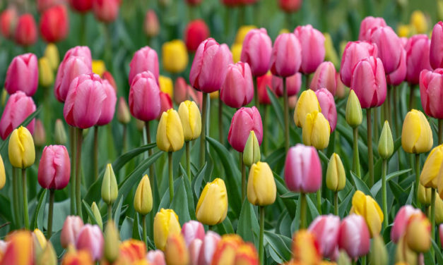 Hogyan lesz szép és egészséges a tulipánod?