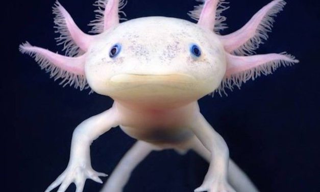 Axolotl: cukiság felsőfokon