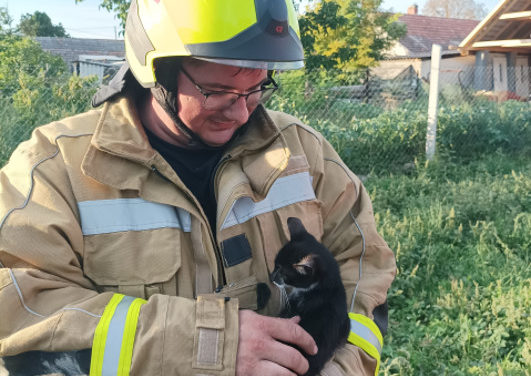 Kiscicákat mentettek a tűzoltók Pázmándon és Soponyán