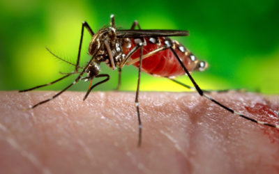 Elkezdődött a szúnyoggyérítés Fehérváron