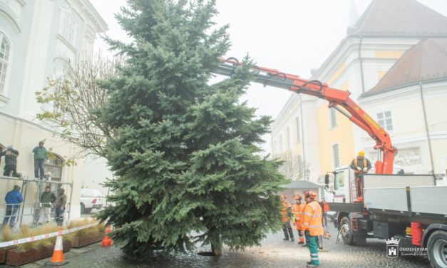 Székesfehérvár karácsonyfája már áll a Városház téren