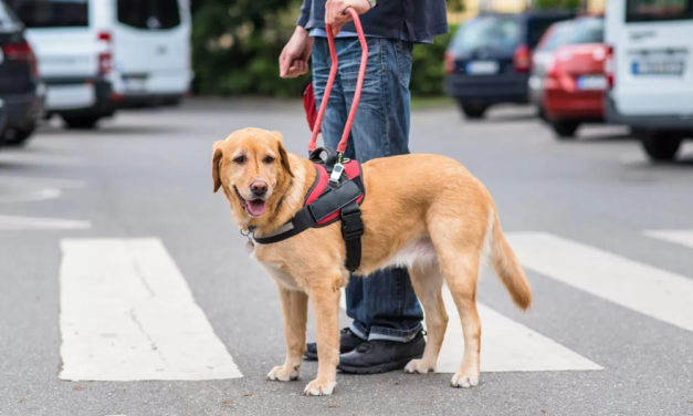 Élet a vakvezető kutyákkal – szemléletformáló nyílt fórum