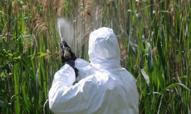 Földi, kémiai szúnyoggyérítés lesz jövő héten Fehérváron