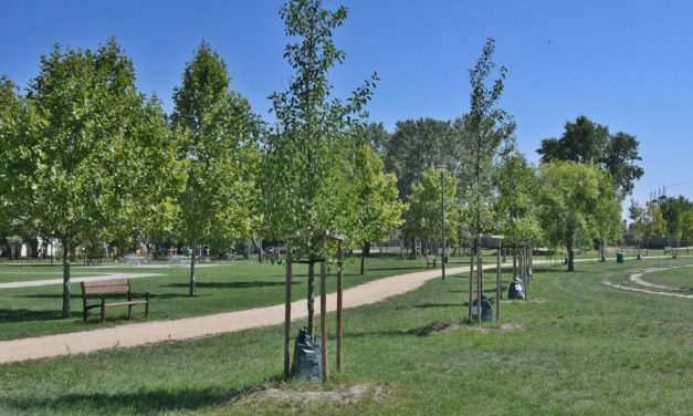 LOMBkoronás Székesfehérvár: fák és cserjék ültetésére lehet pályázni