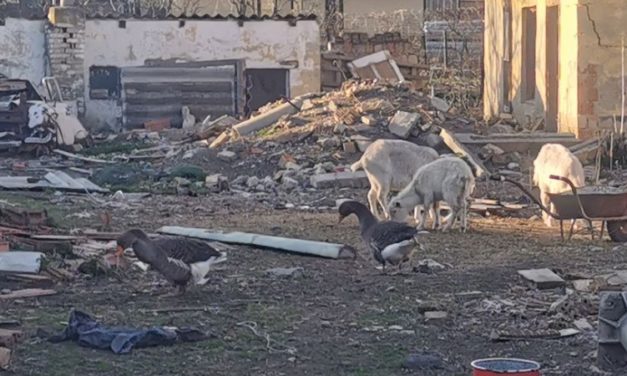 Vádemelési javaslat a fehérvári állatkínzók ellen