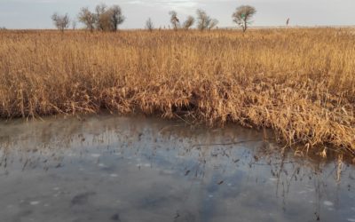 Ismét jegesedik a Velencei-tó