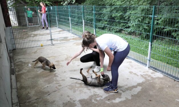 Izgalmas és hasznos – idén is napközis tábor a HEROSZ Állatotthonban