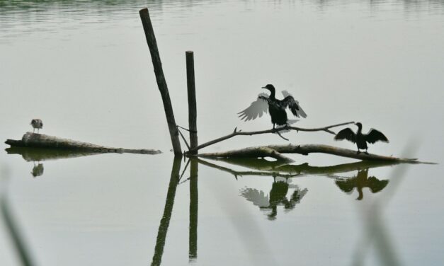 Ünnepi madárgyűrűzés vasárnap a Sóstón