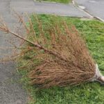 A kukák mellé kihelyezett fenyőket elviszi a Depónia