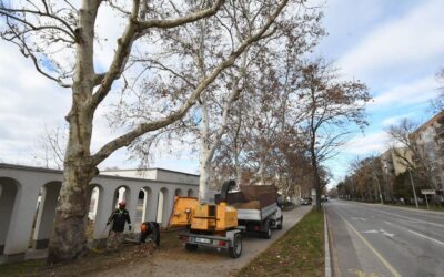 Ifjító metszést kapnak a Szabadságharcos úti platánfák