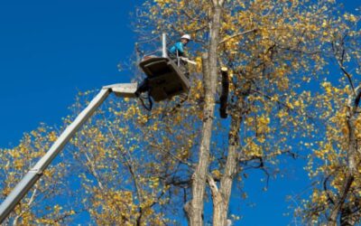 Metszési és gallyazási munkálatokat végez az E.ON Csalán