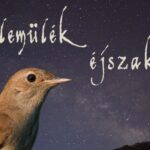 Fülemülék éjszakája csütörtökön a Sóstón