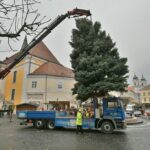 Áll már Fehérvár karácsonyfája a Városháza előtt