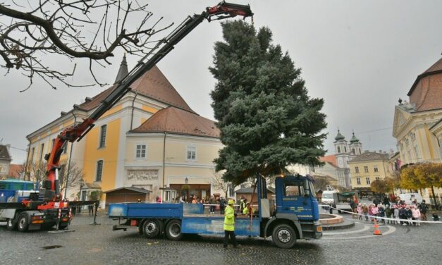 Áll már Fehérvár karácsonyfája a Városháza előtt
