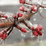 Mától benyújthatók a támogatási kérelmek a fagykárkrízis-támogatásra