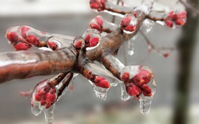 Mától benyújthatók a támogatási kérelmek a fagykárkrízis-támogatásra