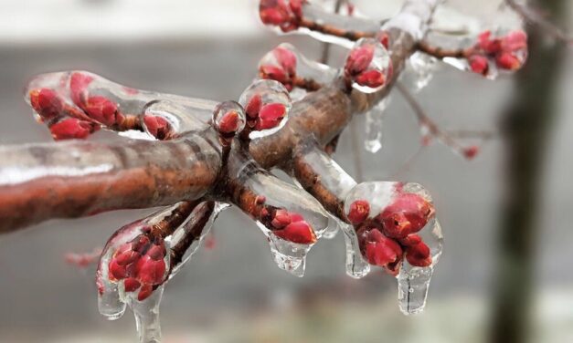 Mától benyújthatók a támogatási kérelmek a fagykárkrízis-támogatásra