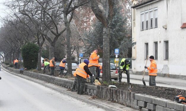 Válogatott évelő növényeket ültetnek a Rákóczi úti fasor alá