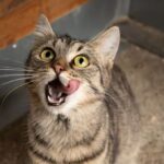 Cicás kávézóba várja az önkénteseket vasárnap a HEROSZ Fehérvári Állatotthona